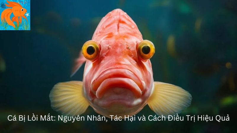 Cá Bị Lồi Mắt: Nguyên Nhân, Tác Hại và Cách Điều Trị Hiệu Quả