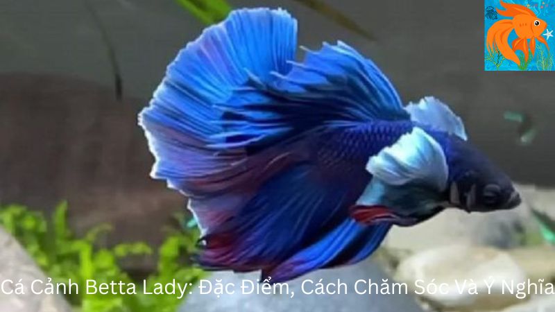 Ca Canh Betta Lady 1