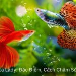 Cá Cảnh Betta Lady (2)