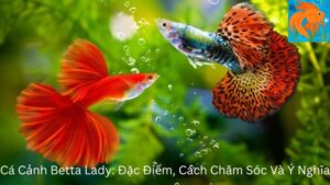 Cá Cảnh Betta Lady: Đặc Điểm, Cách Chăm Sóc Và Ý Nghĩa