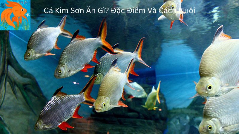 Cá Kim Sơn Ăn Gì? Đặc Điểm Và Cách Nuôi