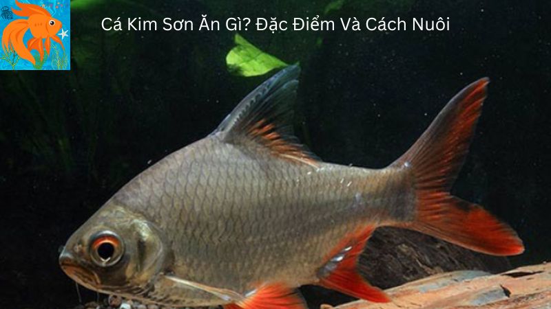 Ca Kim Son An Gi