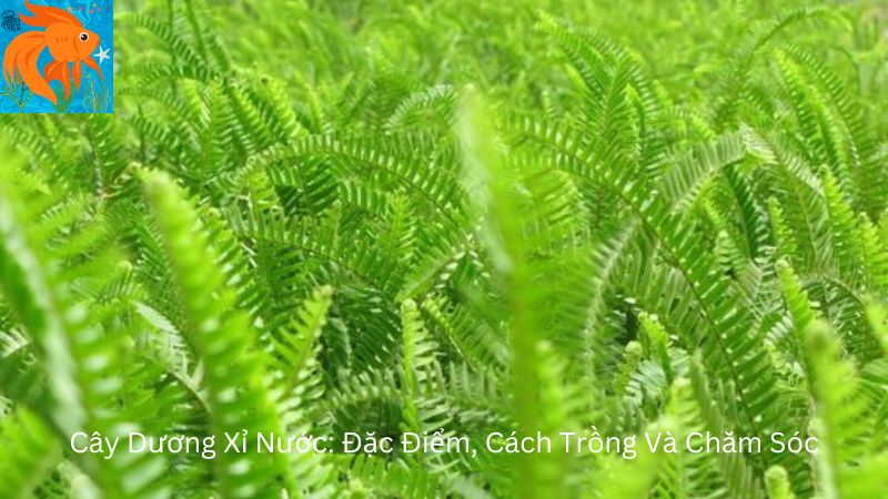 Cây Dương Xỉ Nước: Đặc Điểm, Cách Trồng Và Chăm Sóc