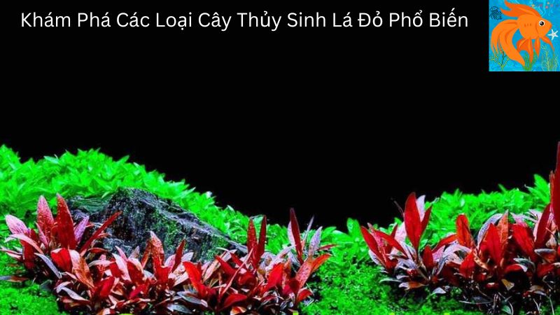 Cay Thuy Sinh La Do