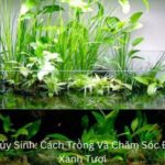 Cây Trúc Thủy Sinh (1)