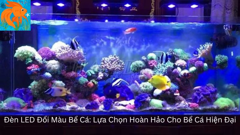 Đèn LED Đổi Màu Bể Cá: Lựa Chọn Hoàn Hảo Cho Bể Cá Hiện Đại