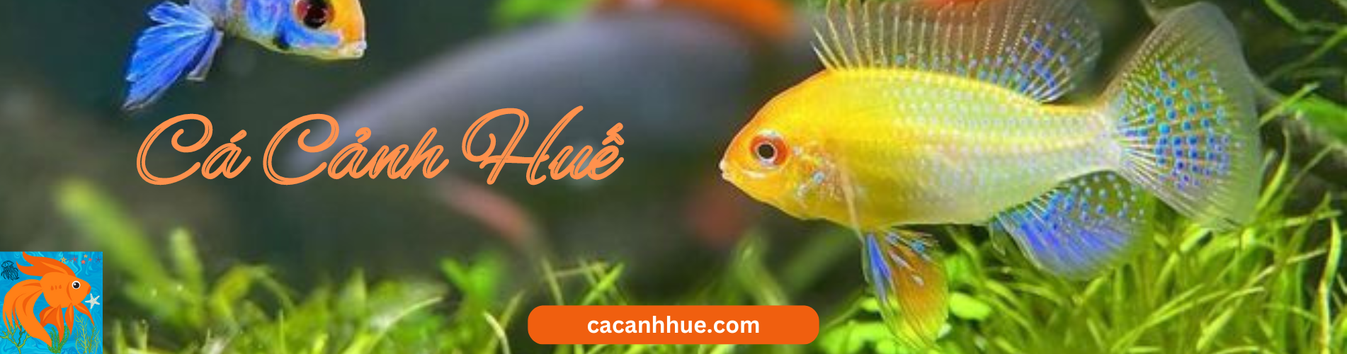 cacanhhue.com