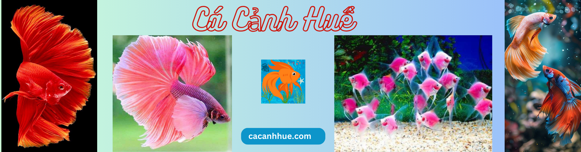 cacanhhue.com