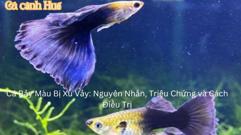 Cá Bảy Màu Bị Xù Vảy: Nguyên Nhân, Triệu Chứng và Cách Điều Trị