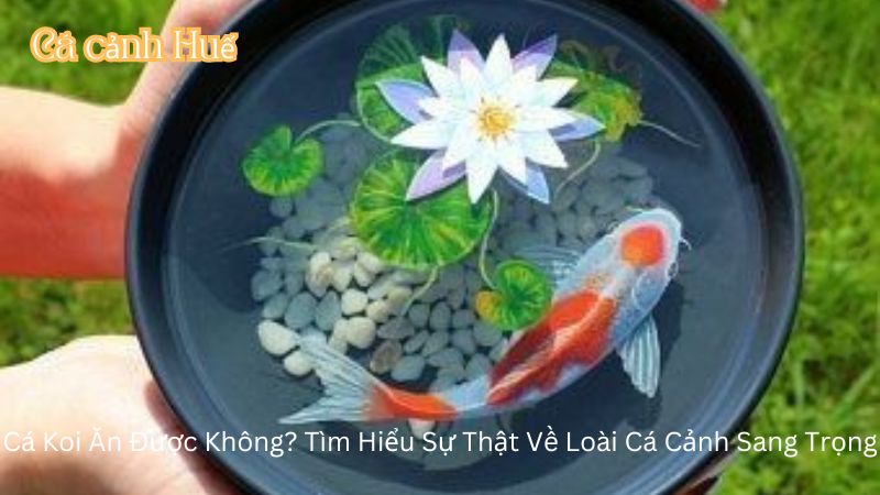 Ca Koi An Duoc Khong 1